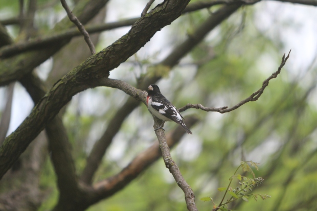 A male Grosbeak has arrived for the summer months.